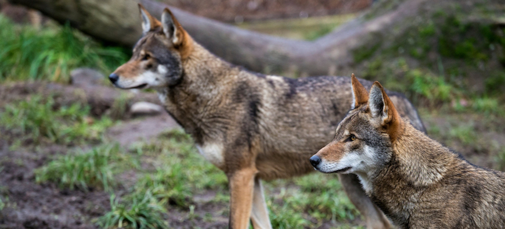 How a Wildlife Crossing Program Aims to Save Endangered Red Wolves and People