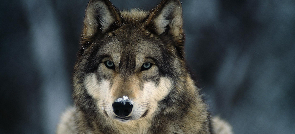 $50,000 Reward Offered for Information on Deaths of 3 Endangered Gray Wolves in Oregon