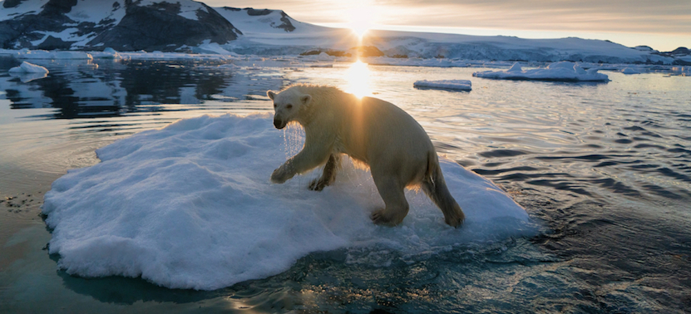 New Research Shows Direct Link Between Greenhouse Gas Emissions and Polar Bear Decline