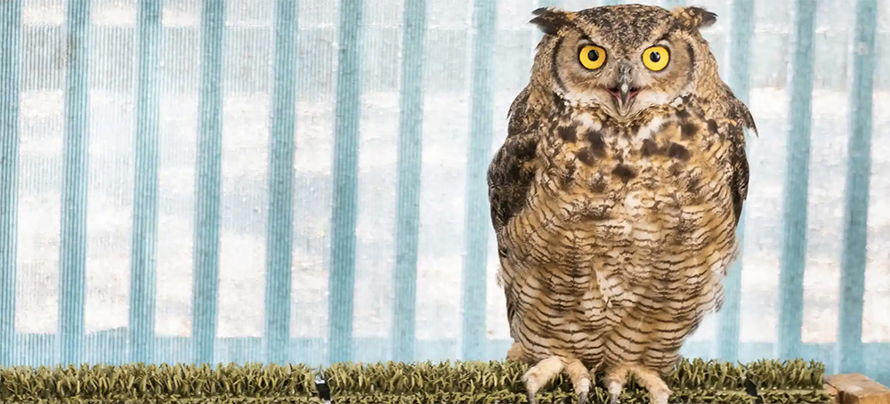 How a Tahoe Refuge Saved Owls, Coyotes and Raccoons From Wildfire