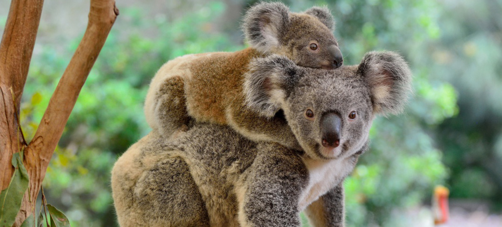 Australia's Koalas Are in Trouble. The Question Is How Much.
