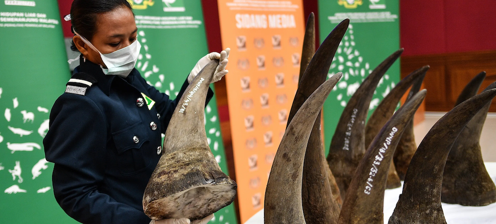 Fake Rhino Horns Were Supposed to Foil Poachers. What Went Wrong?