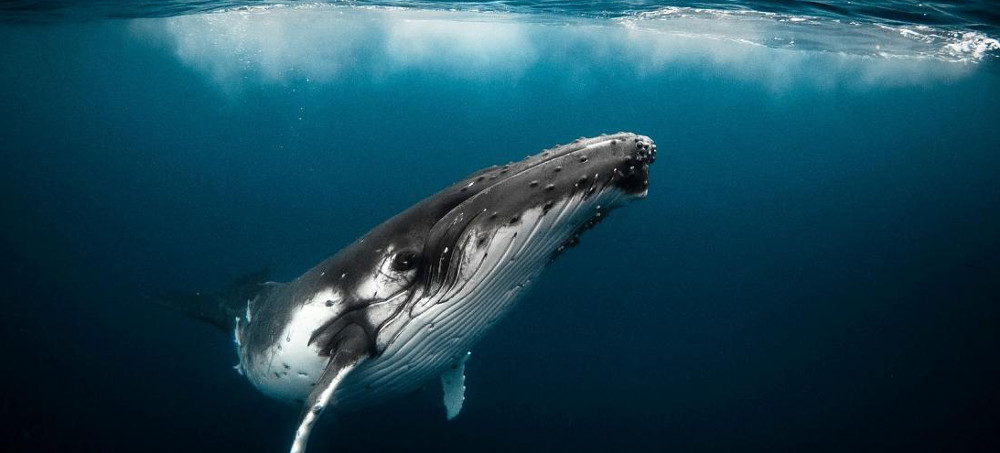 Restoring Whales to Their Pre-Hunted Numbers Could Capture 1.7 Billion Tons of CO2 a Year