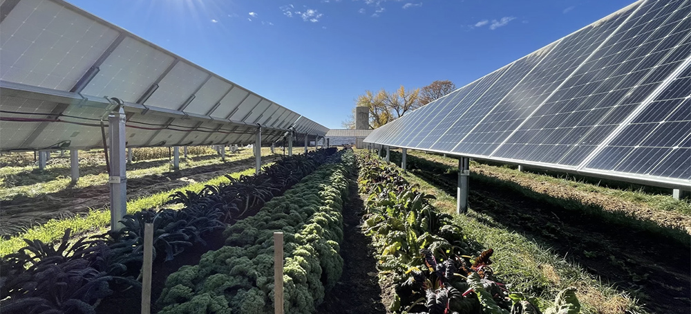 This Colorado 'Solar Garden' Is Literally a Farm Under Solar Panels