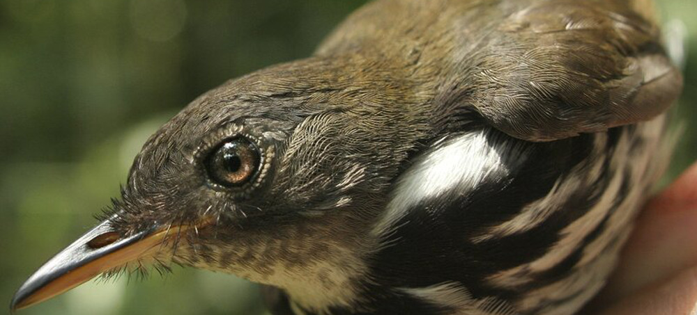 Amazon Birds Are Shrinking as the Climate Warms, Prompting Warning From Scientists