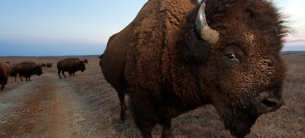 Bison Spread as Native American Tribes Reclaim Stewardship