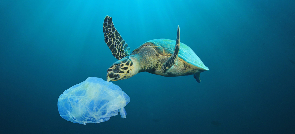 US Is World's Biggest Producer of Plastic Waste, Report Finds