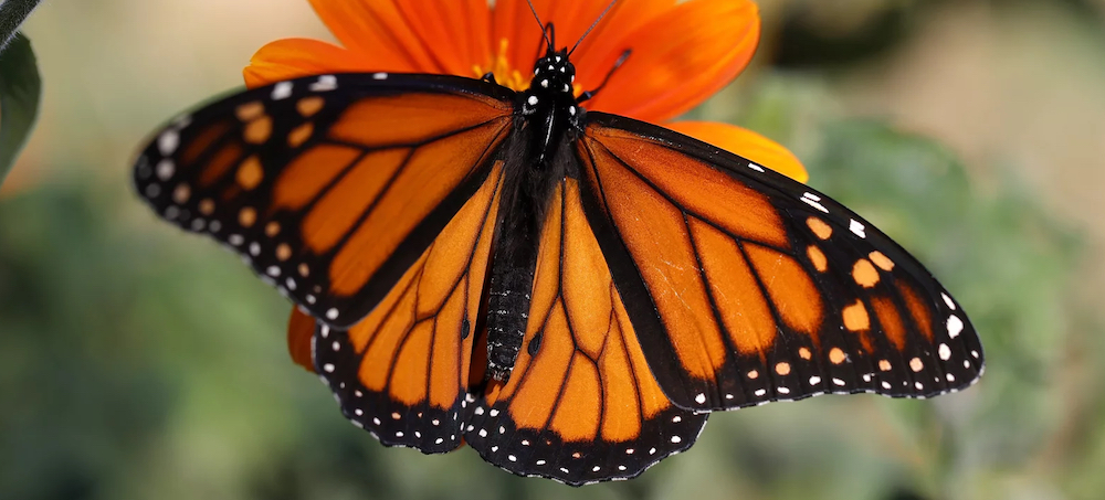 The Butterflies Are Back! Annual Migration of Monarchs Shows Highest Numbers in Years