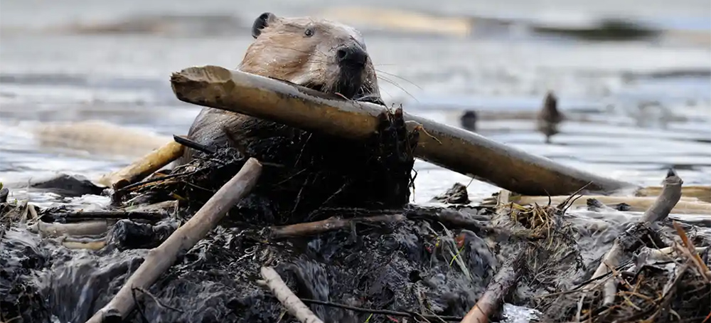 Dam It: Beavers Head North to the Arctic as Tundra Continues to Heat Up