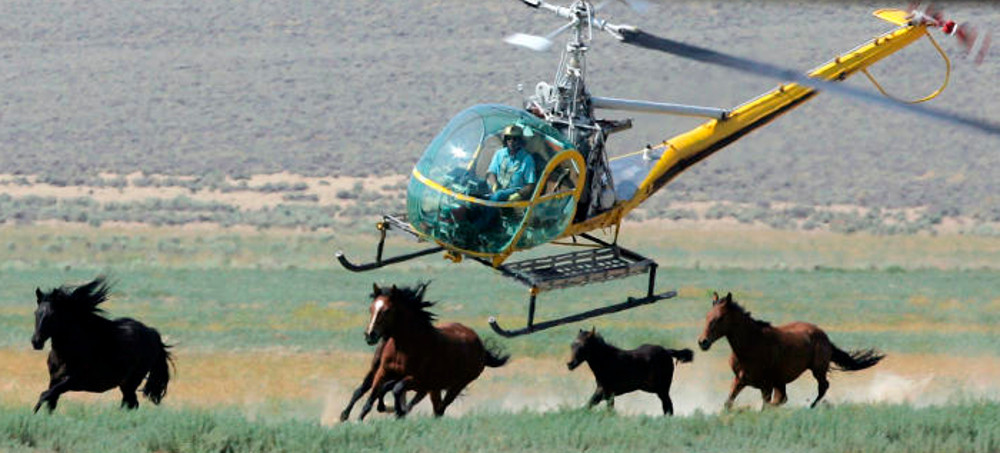 US Ramps Up Its Longstanding War on Wild Horses