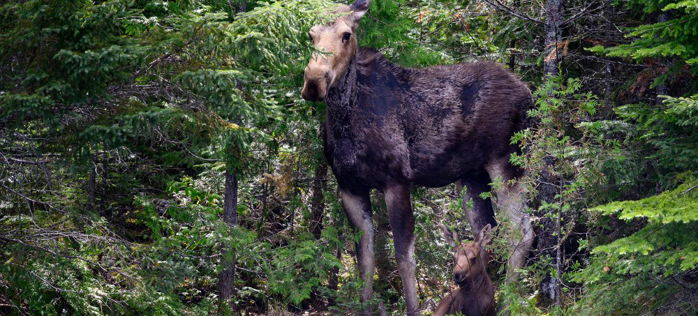 Parasites That Thrive in a Warming Planet Are Killing Minnesota's Moose