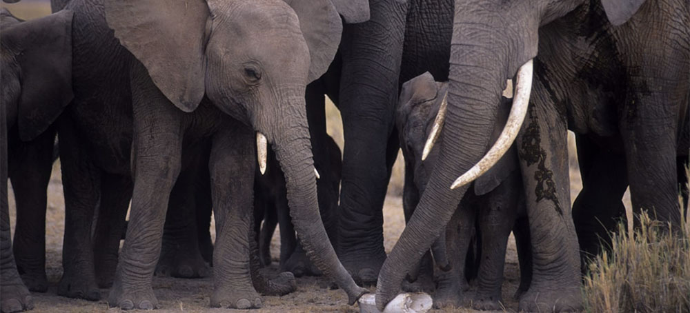 How DNA Sleuthing Can Help Save Elephants From Poaching