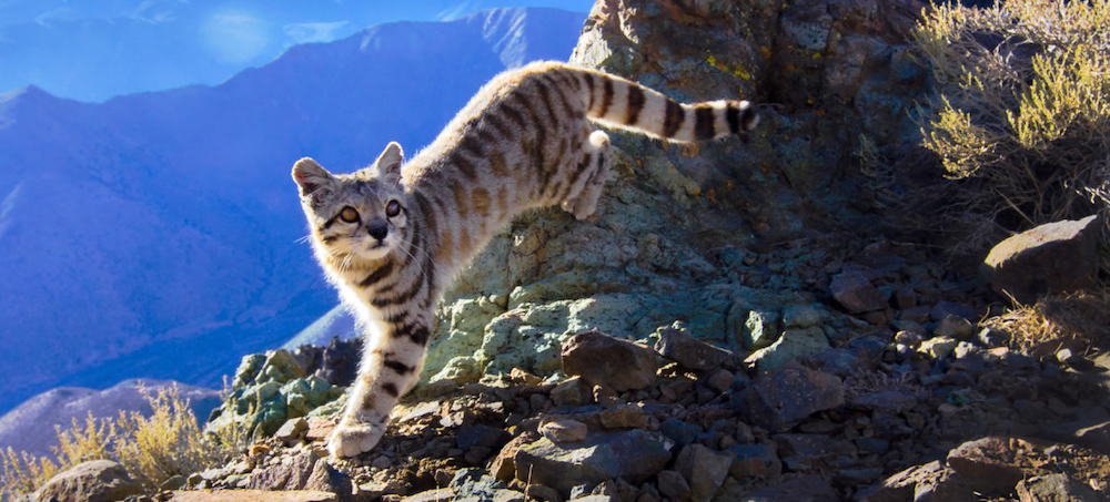 The Small Cats Nobody Knows: Wild Felines Face Intensifying Planetary Risks