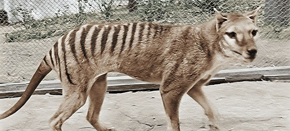 De-Extinction Puzzle: How Decoding Numbat DNA Could Help Resurrect the Tasmanian Tiger