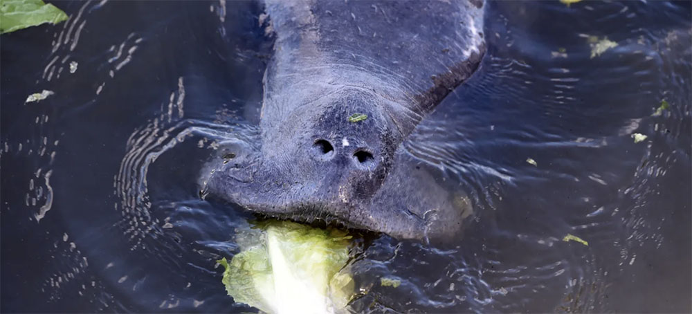 Manatee Numbers in Death Spiral; Florida Wildlife Staff Struggles to Keep Up