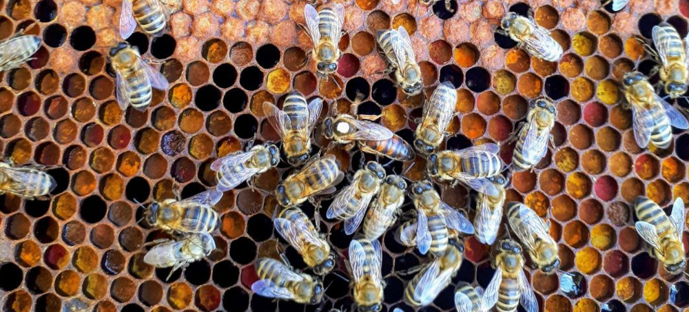 Bee Rustlers Are Stealing California's Beehives in Annual Agricultural Crime Spree