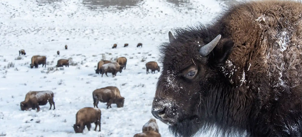 Yellowstone at 150: Busier Yet Wilder Than Ever, Says Park's 'Winterkeeper'