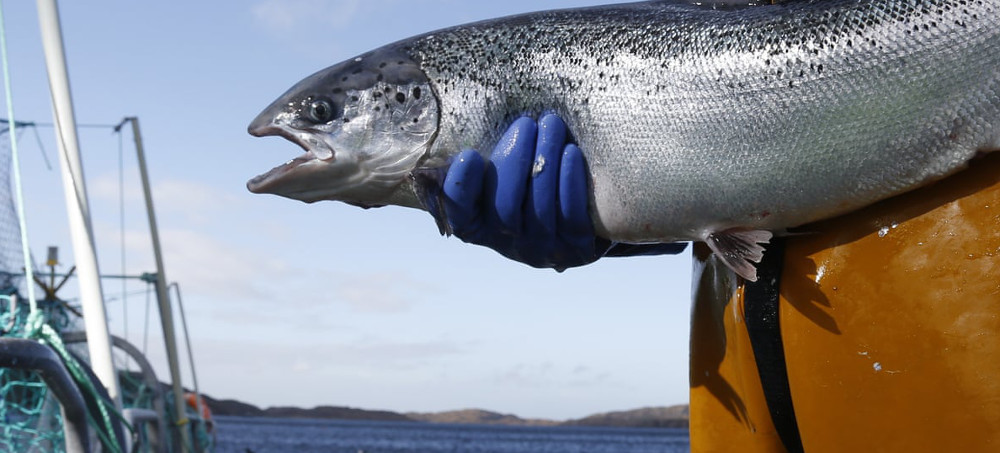 Wild Fish Stocks Squandered to Feed Farmed Salmon, Study Finds