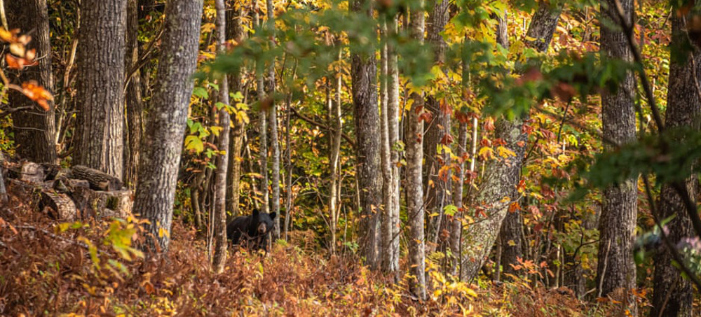 Outcry as North Carolina Allows Bear Hunting in Sanctuaries
