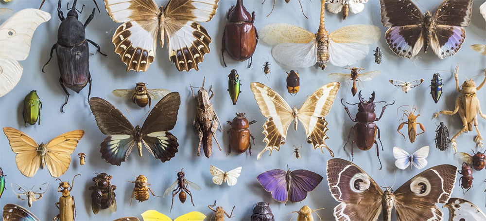 The Loss of Insects Is an Apocalypse Worth Worrying About