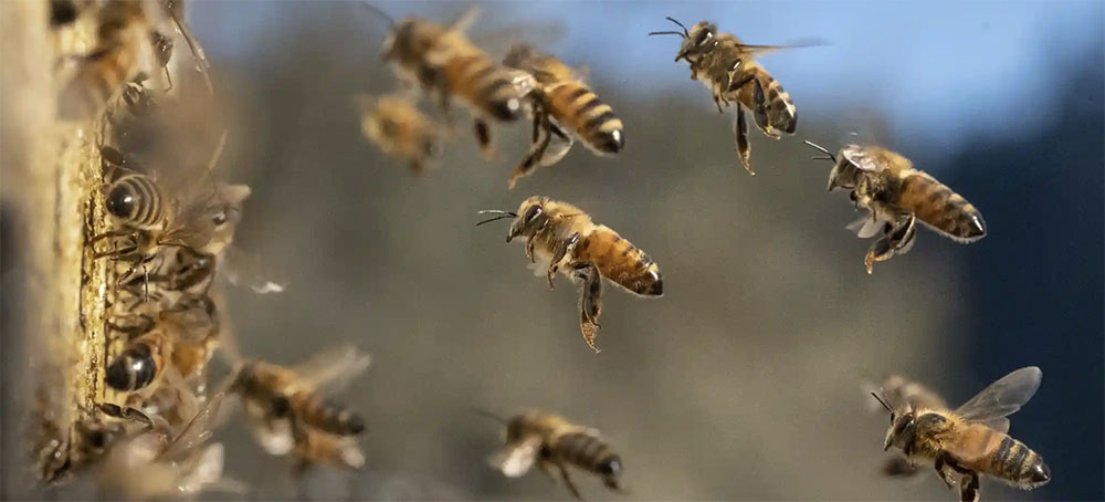 Fears for Bees as US Set to Extend Use of Toxic Pesticides That Paralyze Insects