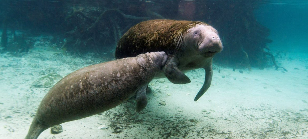 Florida's Starving Manatees Fed 55 Tons of Lettuce After Pollution Killed Seagrass