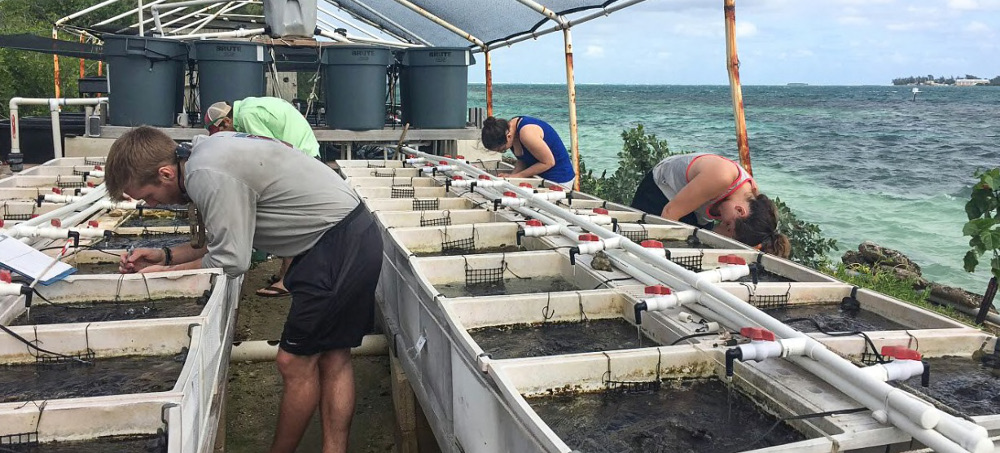 Coral Resiliency Offers Encouraging Signs Despite Warming Oceans