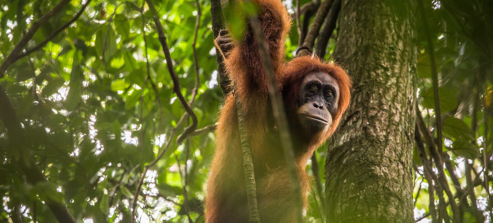 In a National Park Plagued by Encroachers, Indonesia Tries a New Approach