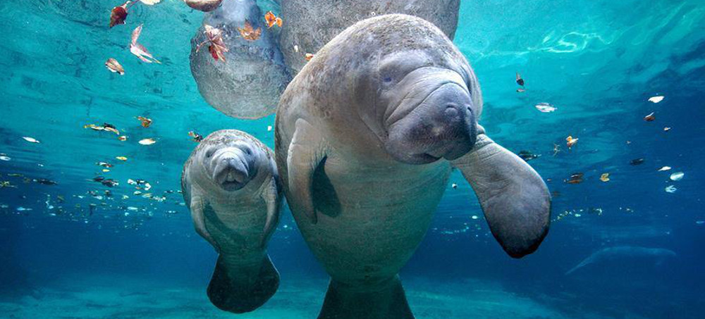 Officials: Florida Manatees Eat 'Every Scrap' in Food Trial