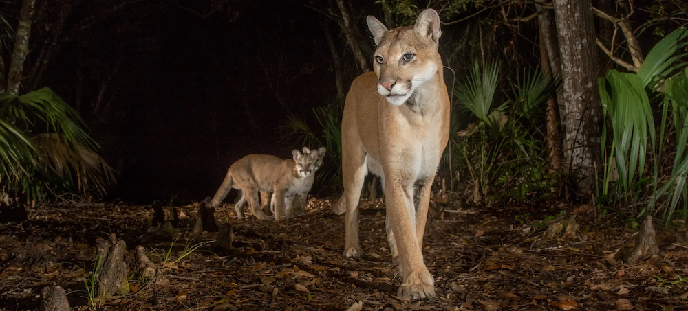 'We're Saving the Last of the Last': What Florida's Endangered Panthers Need to Survive