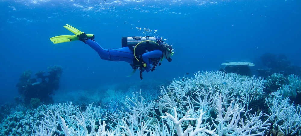 Australia's Great Barrier Reef Is Hit With Mass Coral Bleaching Yet Again