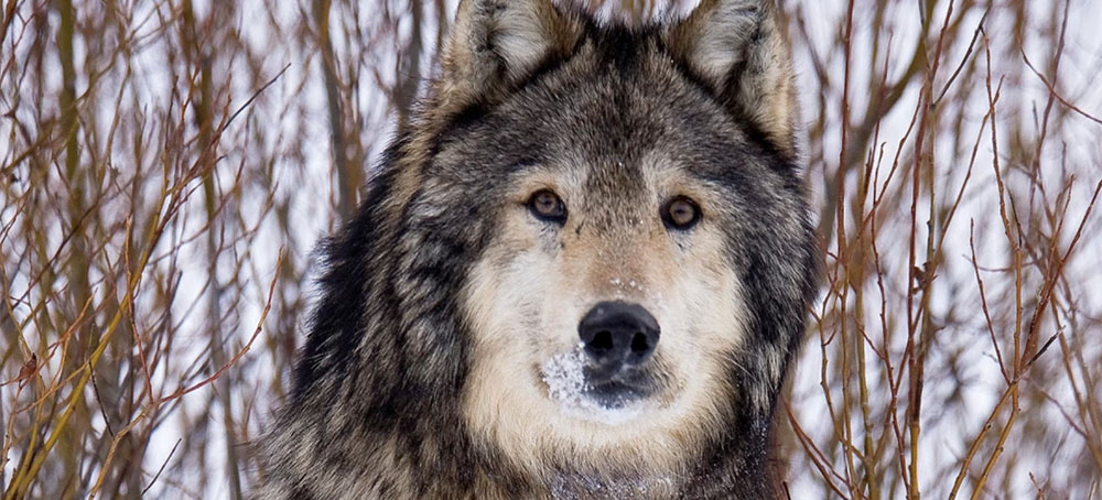 For Wolves, the Culture War Is Extremely Deadly