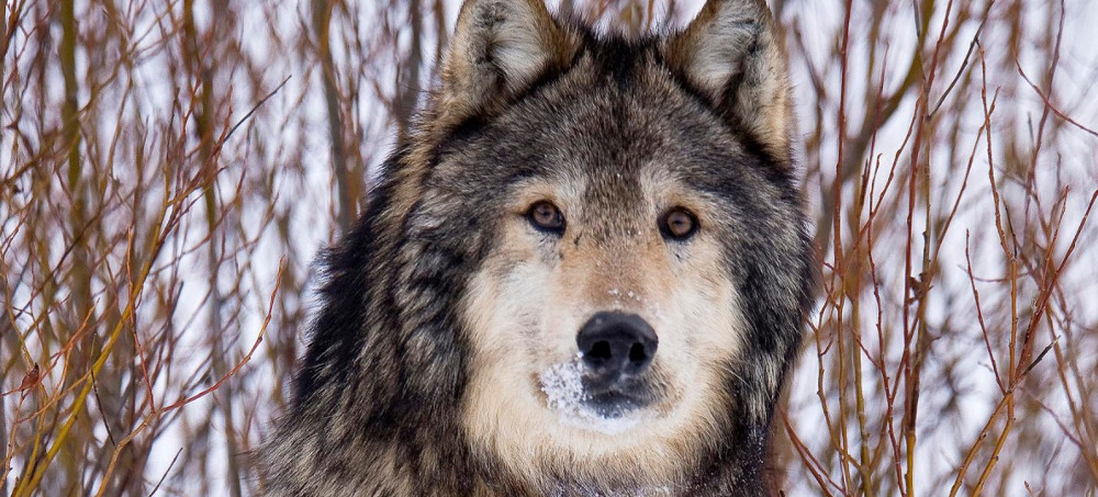 For Wolves, the Culture War Is Extremely Deadly