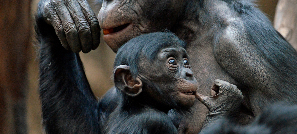Bonobos Torn From the Wild Make Their Return, With a Helping Hand