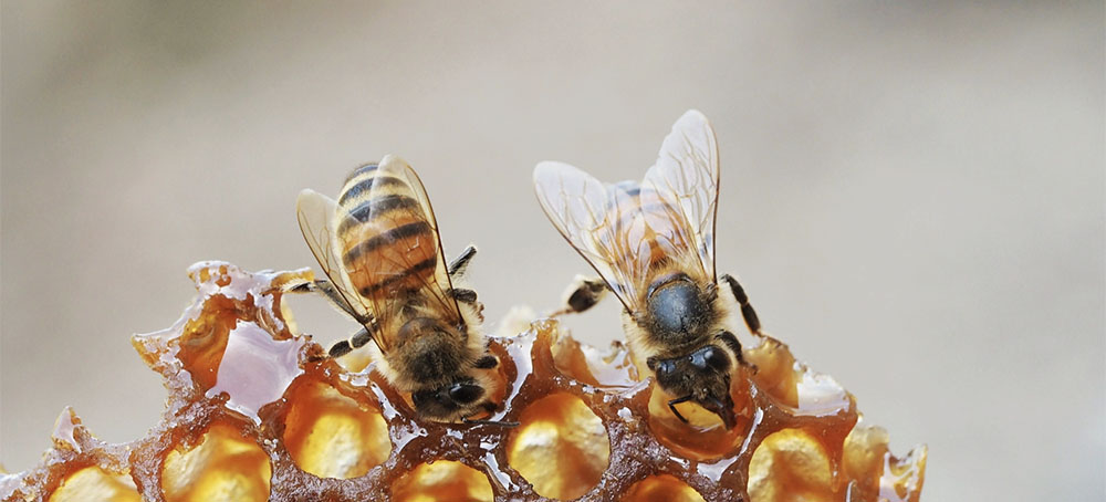 New Breed of Honeybees Offer Hope Against Commercial Bees' Biggest Threat