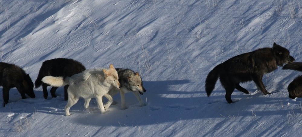 A Record Number of Yellowstone Wolves Have Been Killed. Conservationists Are Worried