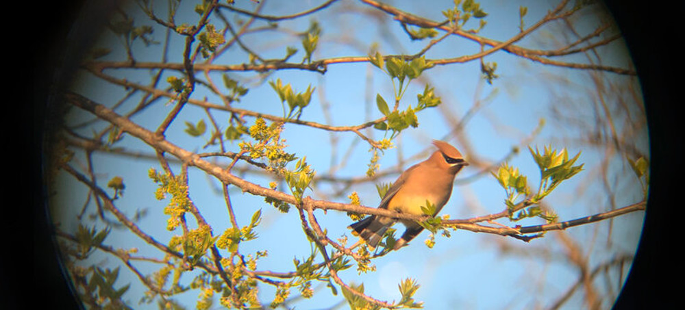 North American Birds Are in Decline. Here Are Some Simple Ways You Can Help