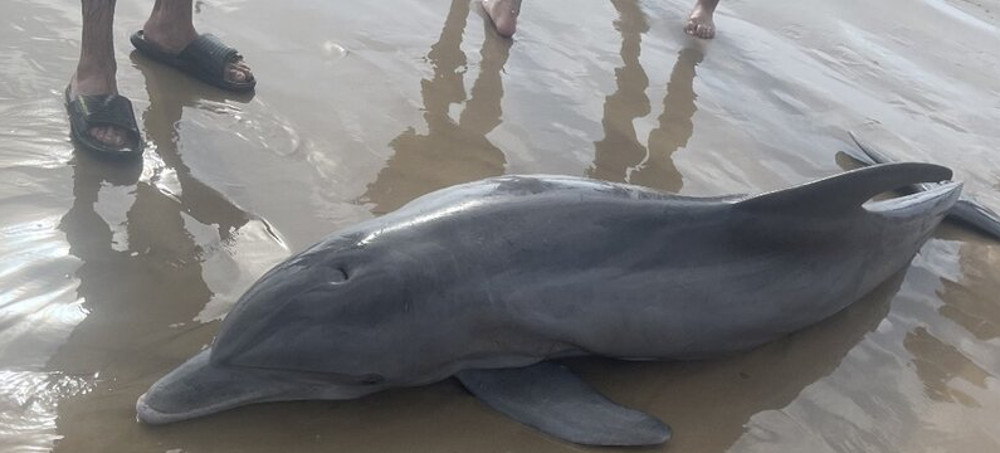 A Dolphin Stranded on a Texas Beach Dies After Beachgoers Attempted to Ride It