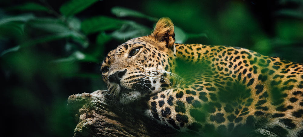 Jaguars Could Return to the US Southwest - but Only if They Have Pathways to Move North