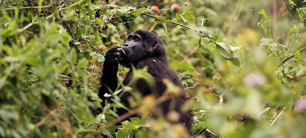 Road Projects Threaten Integrity of Uganda's Mountain Gorilla Stronghold