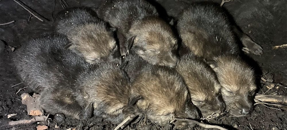 Endangered Red Wolf Pups Born in Wild for First Time in Four Years