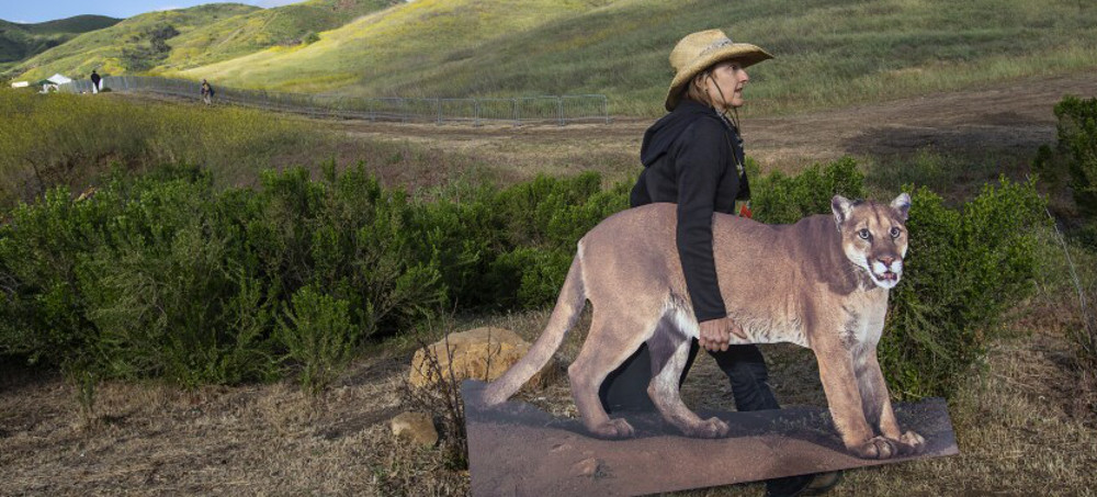 A Cougar Passage Rises Over a Deadly Southern California Freeway