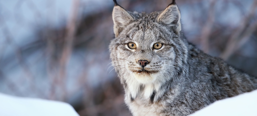 Habitat of Threatened Canada Lynx to Be Expanded in US
