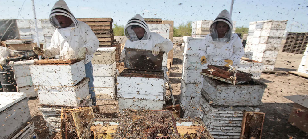 Delta Airlines Let's Millions of Honey Bees Die in Shipment