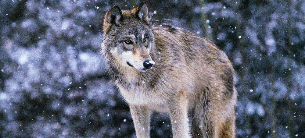 America Is Exterminating Its Wolves. When Will This Stop?