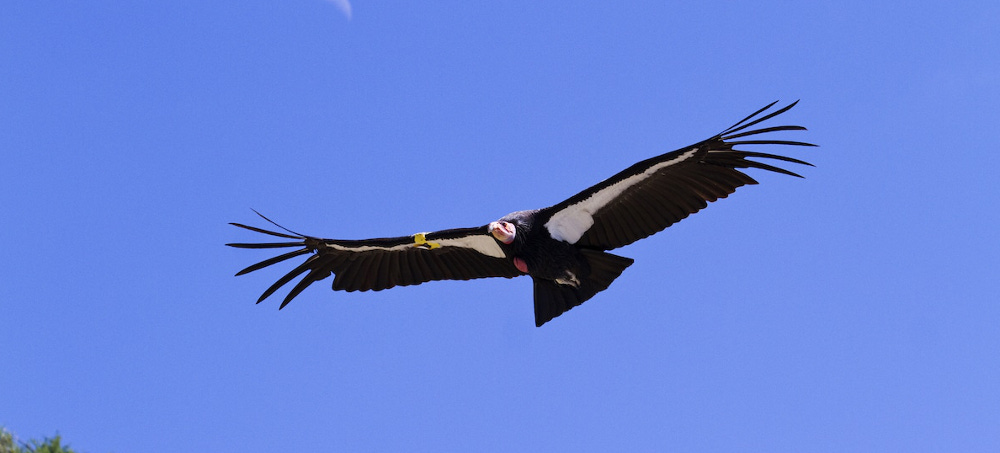 California Condors Return to Northern Redwoods After a 100-Year Absence