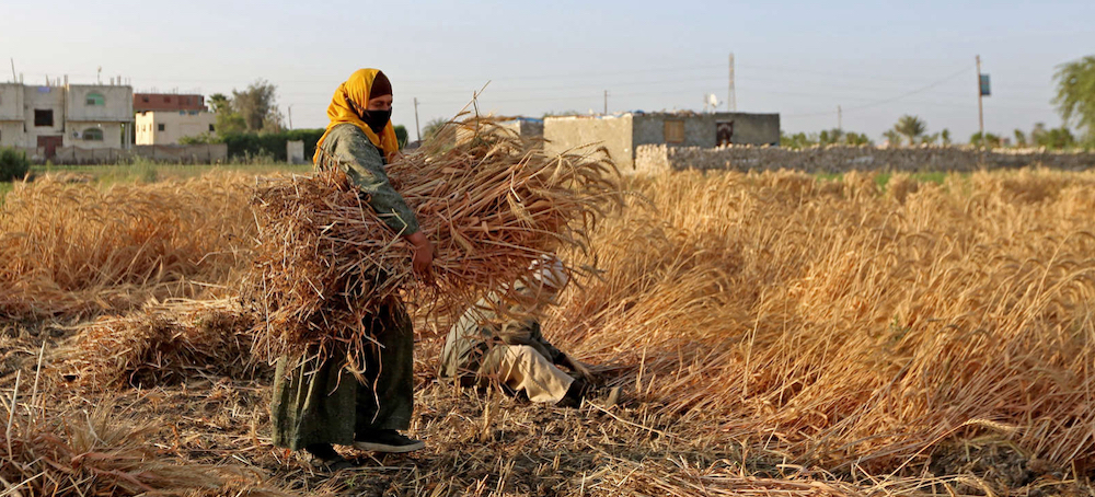 Russia-Driven Food Shortage Means Cereal and Corn Will Start Running Out in 2023, UN Warns