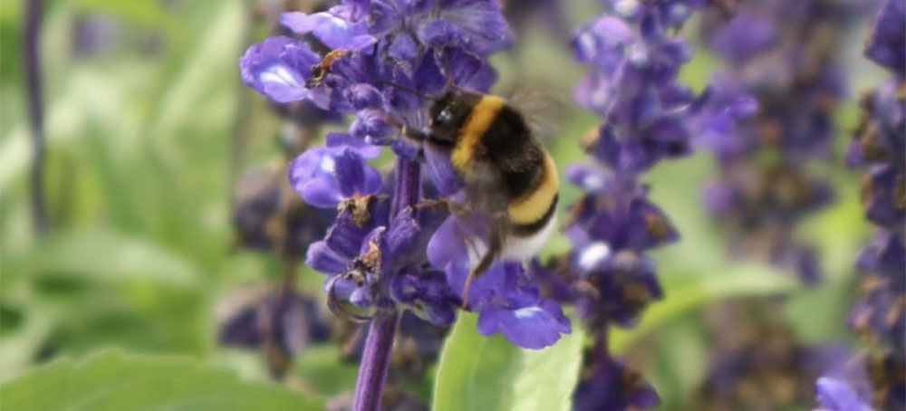 Warmer Climates Lead to Loss of Pollinator Diversity, Research Finds