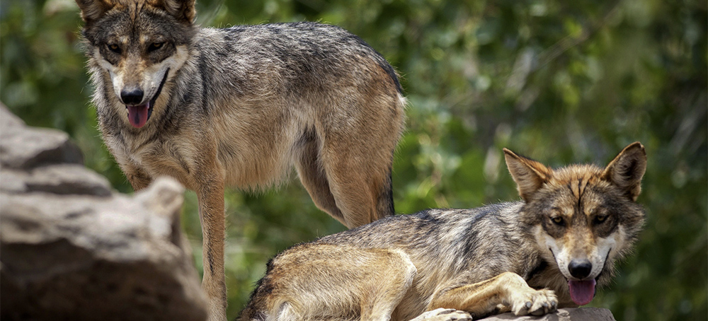 Wildlife Services Whistleblower Reveals Fraudulent Mexican Grey Wolf Eradication Efforts