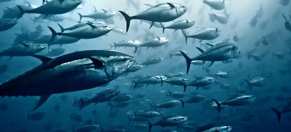 European Fishing Fleets Accused of Illegally Netting Tuna in Indian Ocean